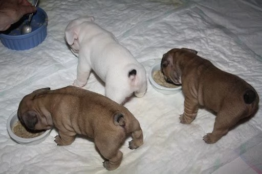cuccioli di bouledogue francese | Foto 0
