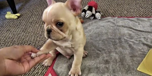 cuccioli di bouledogue francese
