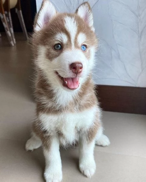 cuccioletto di husky siberiano