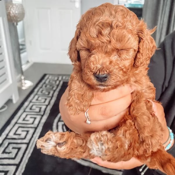 adorabili cuccioli di barboncino