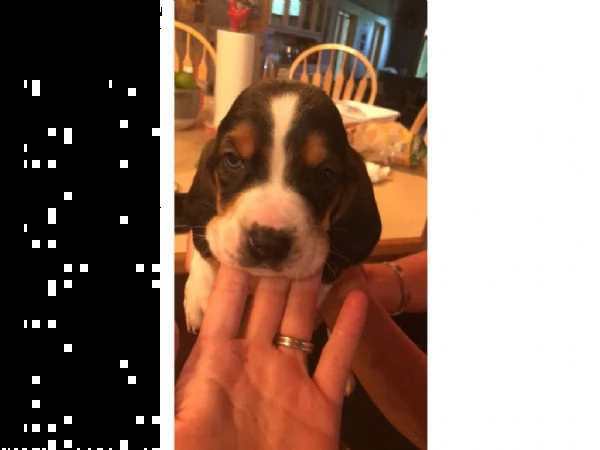 bellissimi cuccioli di basset hound