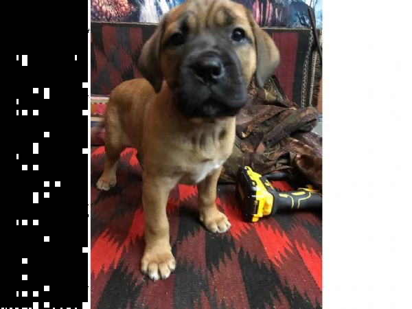 cuccioli di mastino toro