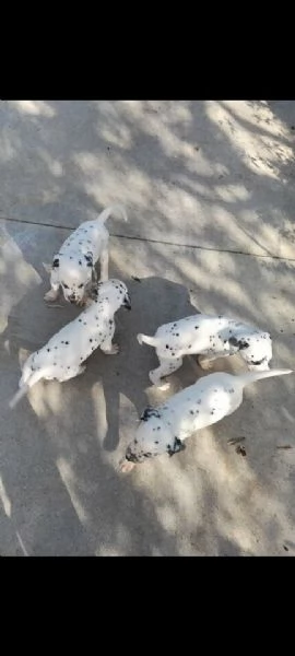 cucciolo dalmata cuccioli