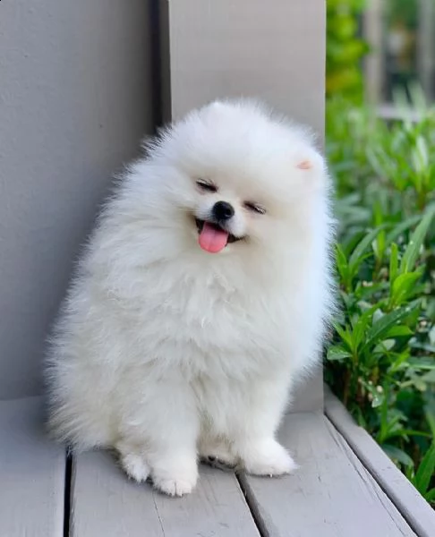 disponibile mini giocattolo spitz cucciolo