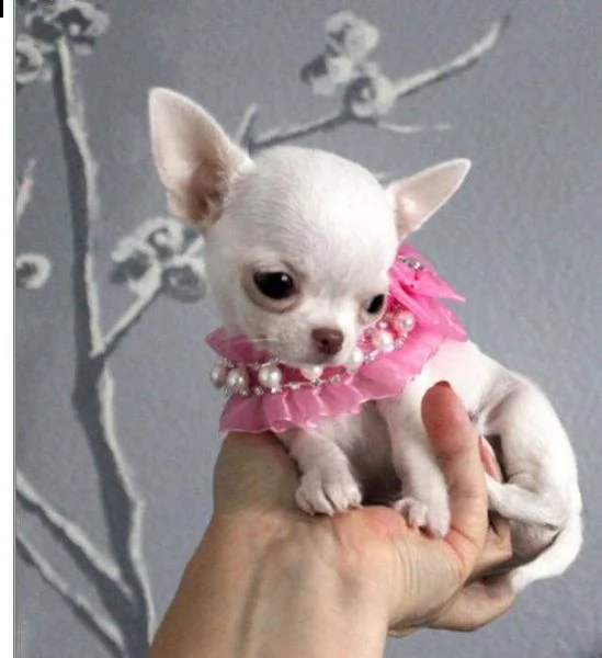disponibile chihuahua cucciolo 