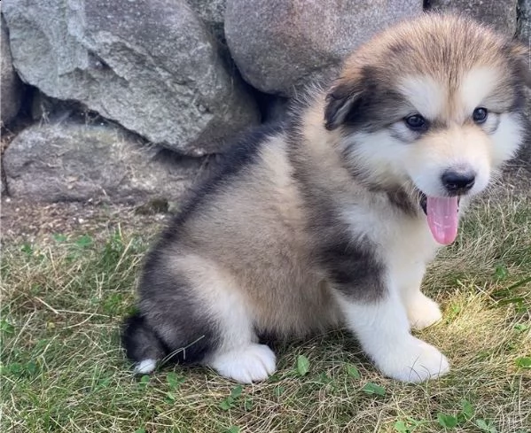 alaskan malamute cuccioli di 2 mesi