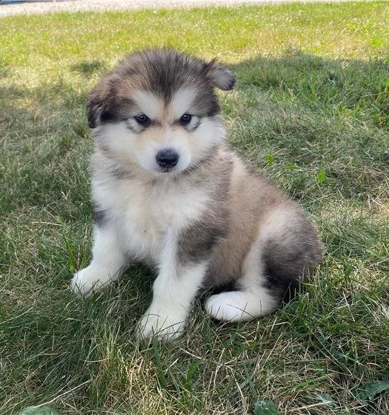alaskan malamute cuccioli di 2 mesi | Foto 0