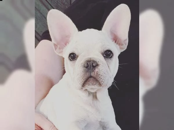 cucciolo di bulldog francese