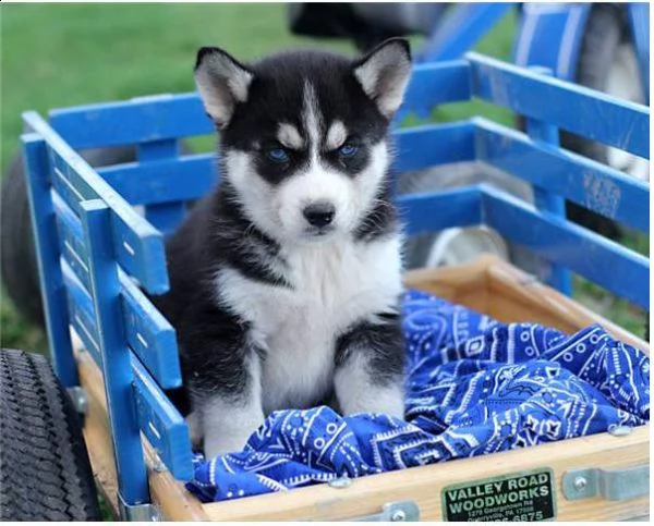 cuccioli di husky siberiano vaccinati per natale