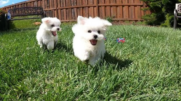 cuccioli maltese mini