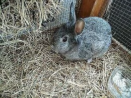 conigli nostrani da carne