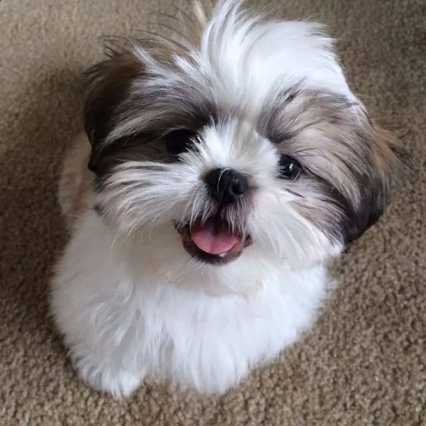 shitzu cuccioli