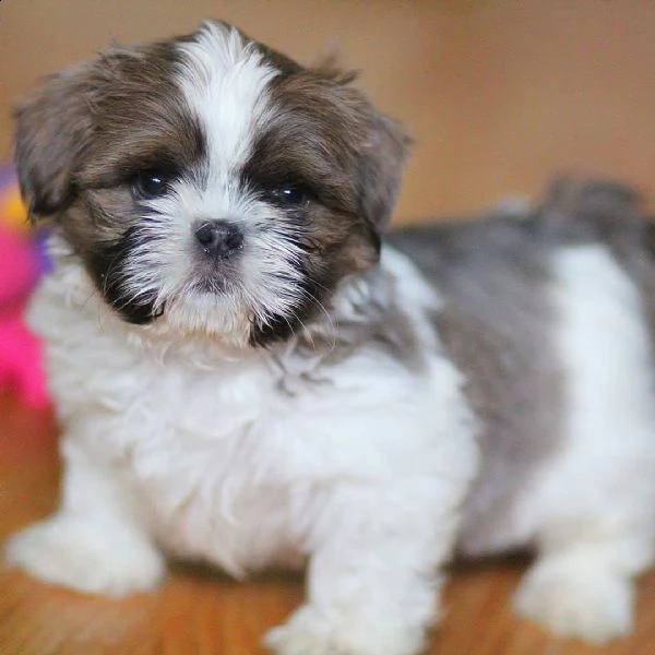 shitzu cuccioli | Foto 0