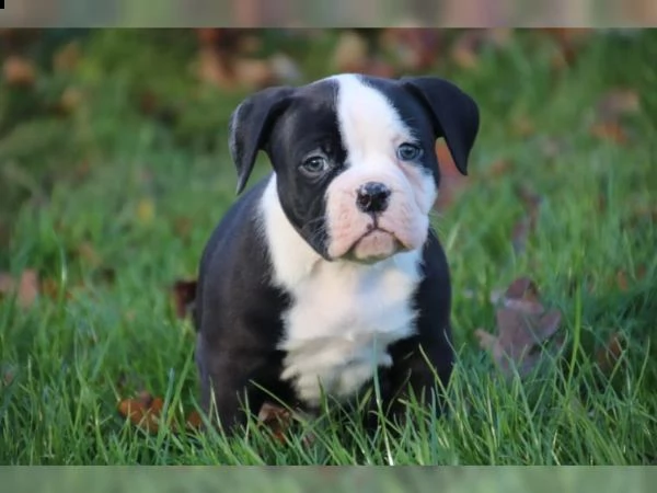 american bulldog
