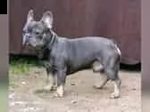 french bulldog | Foto 0