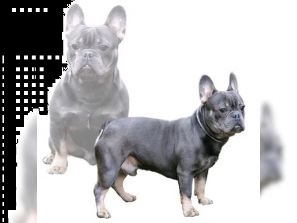 french bulldog