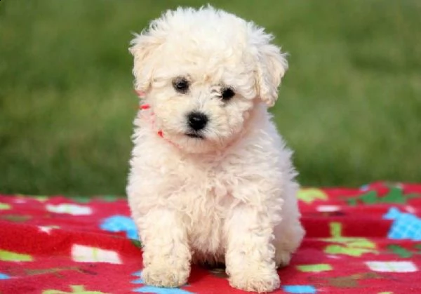 bichon frise 