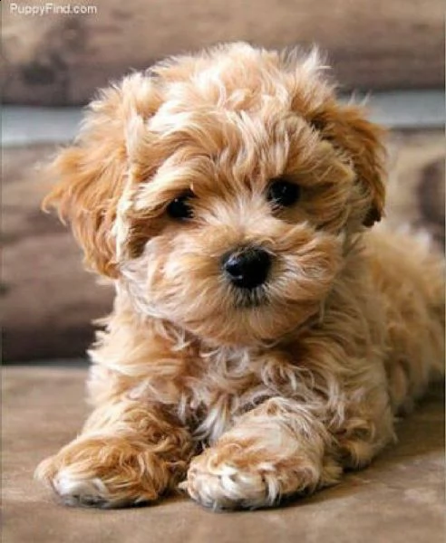 bichon frise  | Foto 1