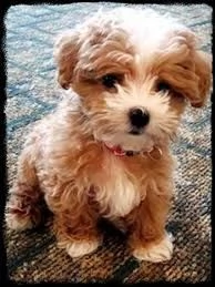 bichon frise  | Foto 0