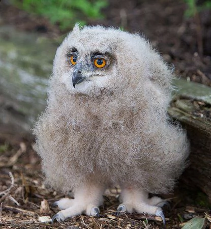 pulcino di gufo