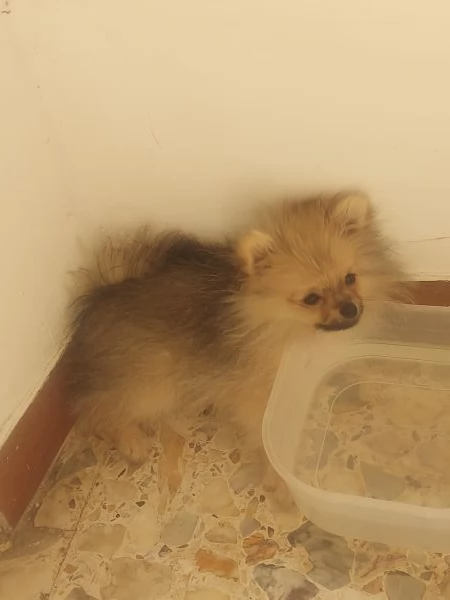 Spitz tedesco nano | Foto 3