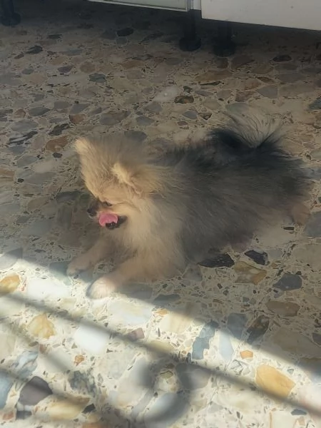 Spitz tedesco nano | Foto 1