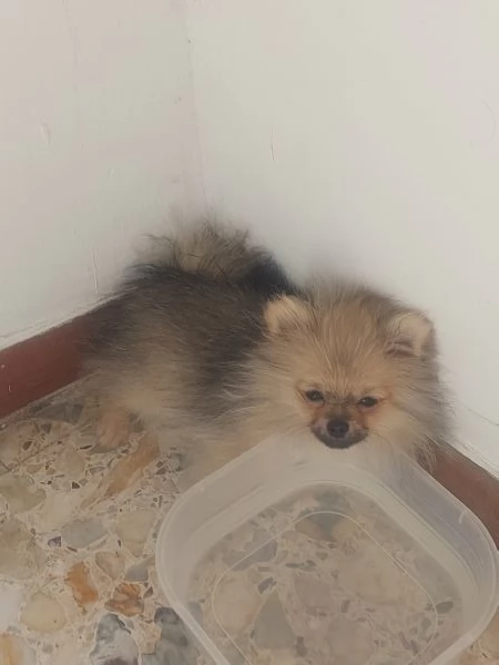 Spitz tedesco nano | Foto 0