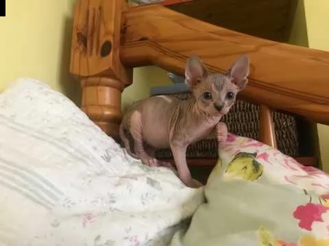 canadian sphynx sia maschietti che femminucce. | Foto 0