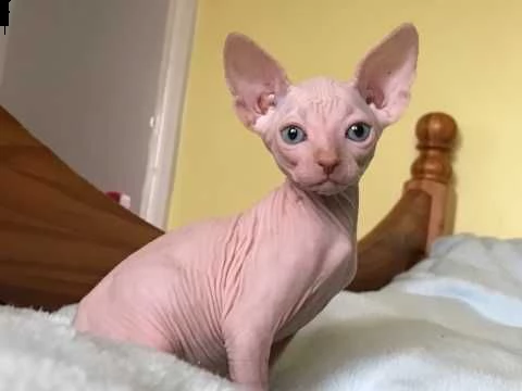 canadian sphynx sia maschietti che femminucce.