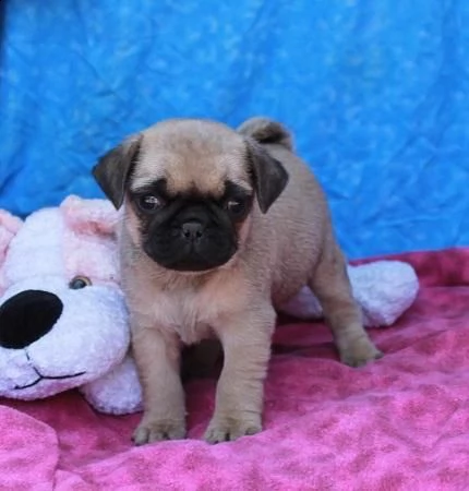 disponibili cuccioli di carlino di razza