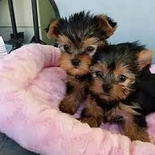 cuccioli di yorkie di razza disponibili