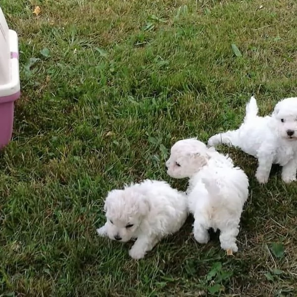 disponibili bellissimi cuccioli bolognesi.