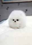 mini pomerania pomerania