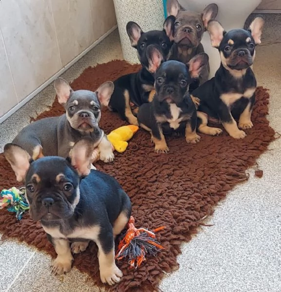 cuccioli di bulldog francese di qualità