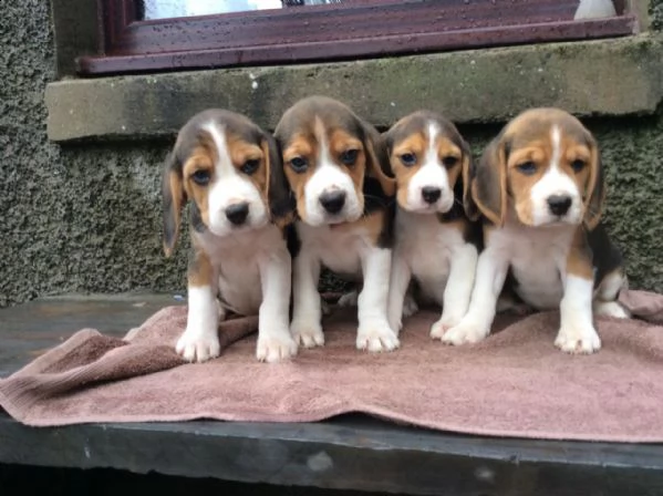 bellissimi cuccioli di beagle