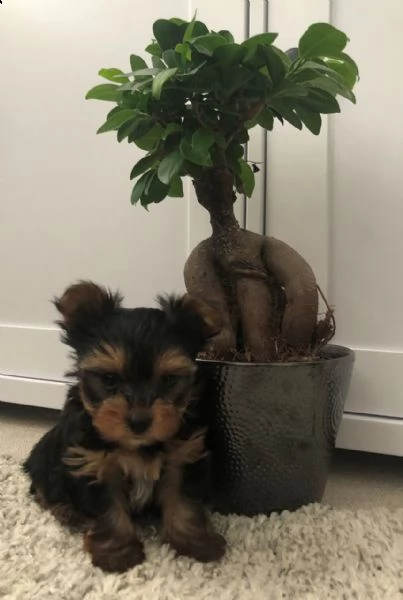 cuccioli di yorkshire terrier in vendita | Foto 0