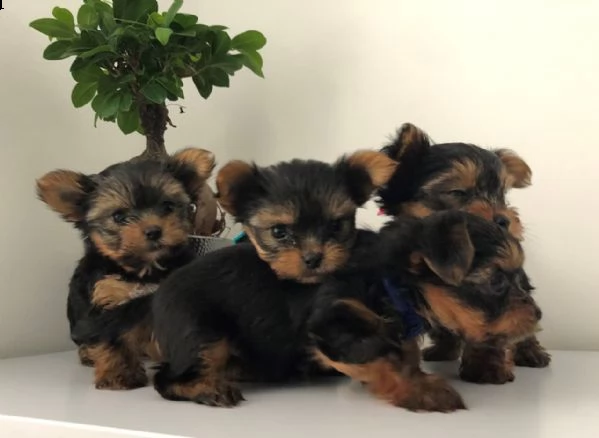 cuccioli di yorkshire terrier in vendita