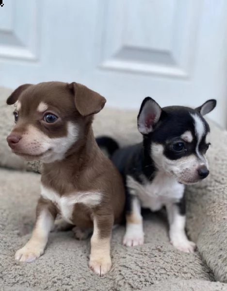 cuccioli di chihuahua in vendita