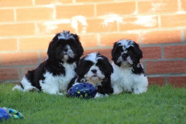 adorabili cuccioli di shih tzu in vendita