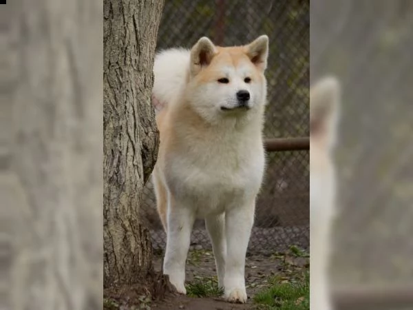 akita iinu