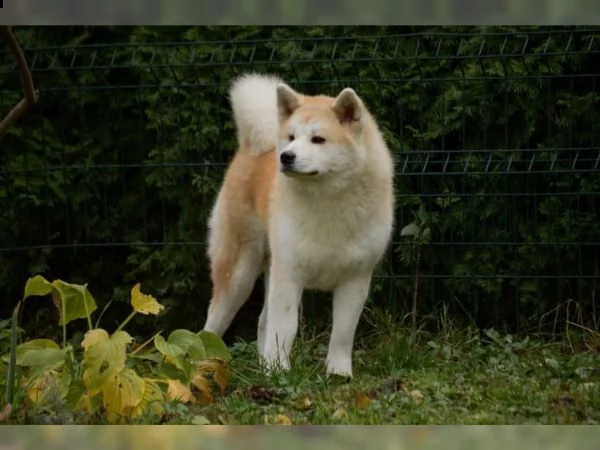 akita iinu | Foto 0