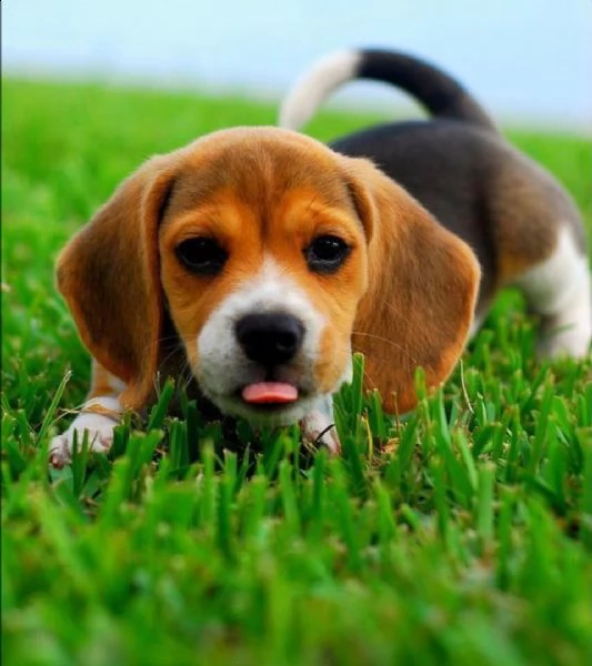  regalo beagle meravigliosi