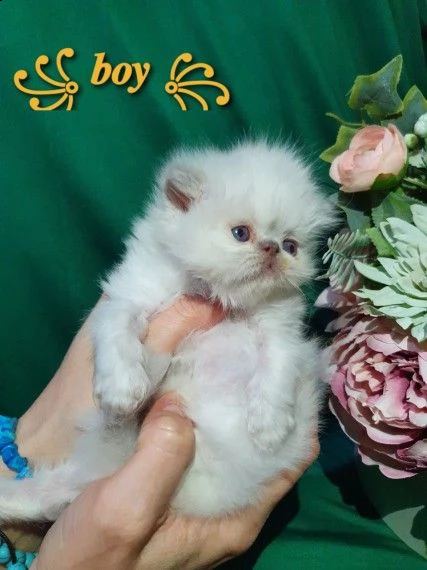 cuccioli di persiani bianci