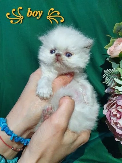 cuccioli di persiani bianci | Foto 2
