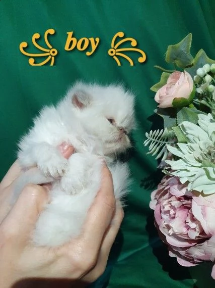 cuccioli di persiani bianci | Foto 1