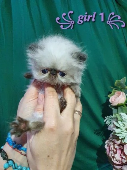 cuccioli di persiani bianci | Foto 0