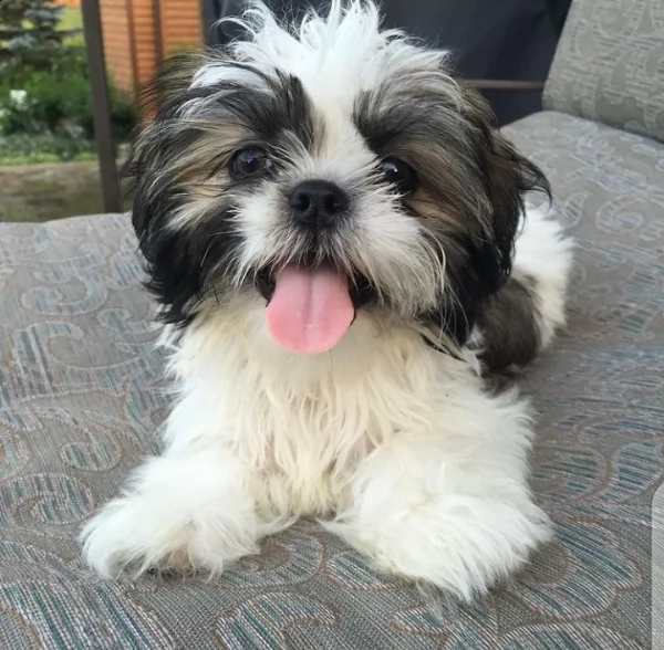 cuccioli di shih tzu