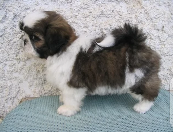 giocosi cuccioli di shih tzu
