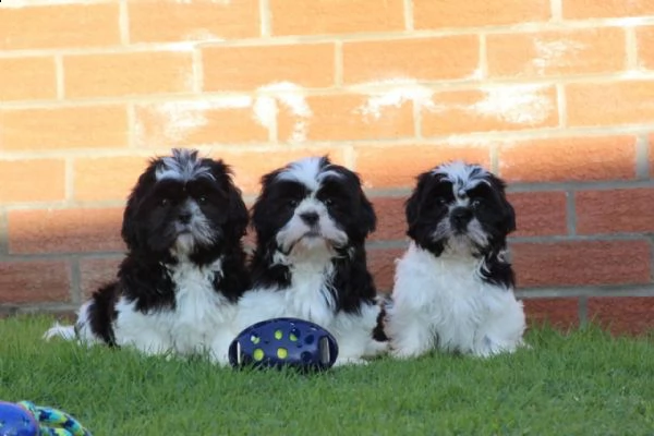 dolci cuccioli di shih tzu maschi e femmine