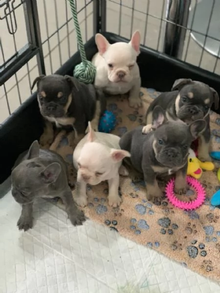 cuccioli di bulldog francese di qualità